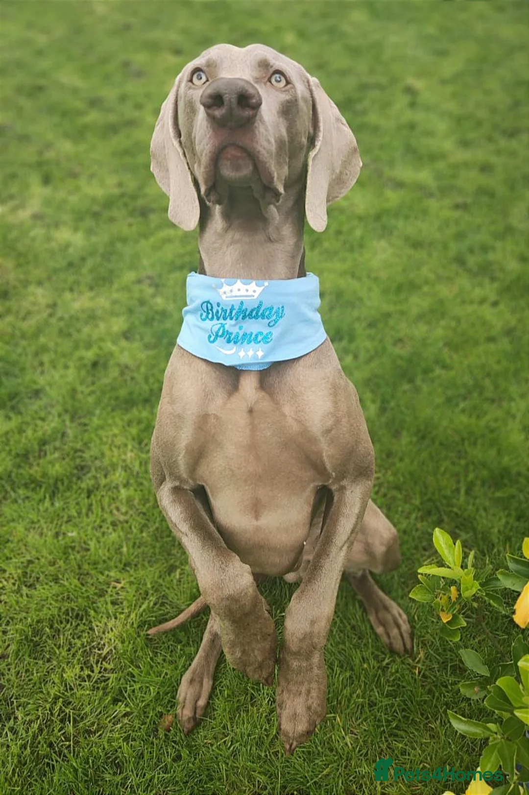 Weimaraner dogs for stud: 🌟Superb🌟Proven🌟Hip Scored🌟KC in Woodbridge - Advert 38