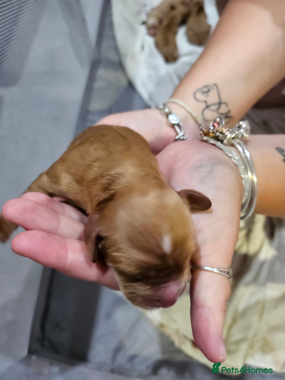 Cocker Spaniel dogs for sale: Cocker spaniel pups - Image 4