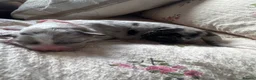 Border Collie dogs for sale: Border collie puppies - Advert 6