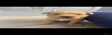Labrador Retriever 2