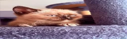 British Shorthair cats for sale: 🌟GCCF BSH Kittens Beautiful Variety of Colours 🌟 - Advert 20