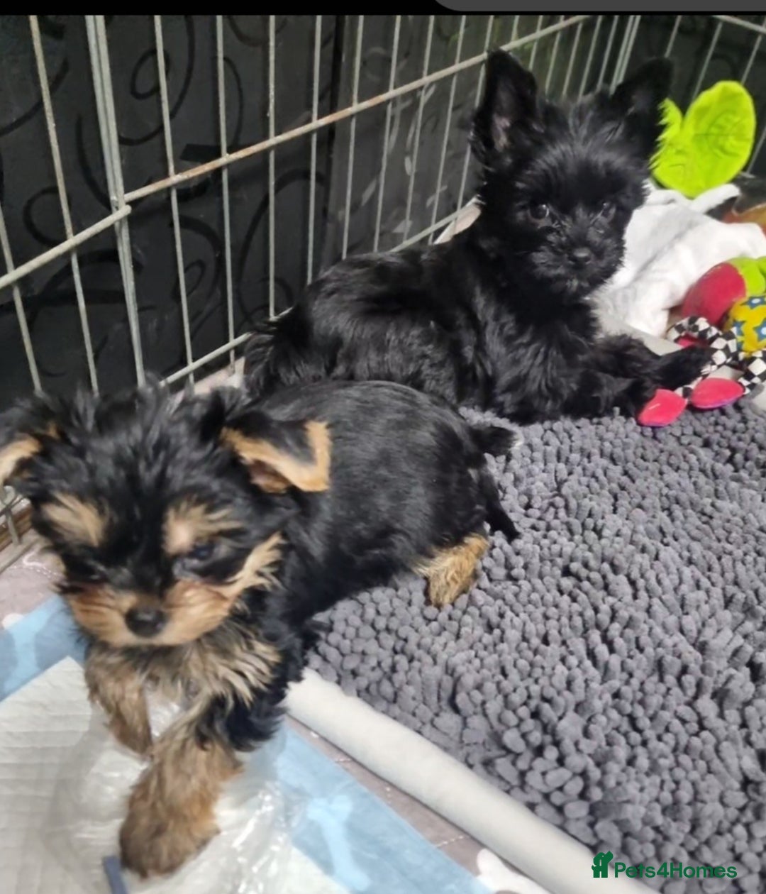 Yorkshire Terrier dogs for sale: Yorkshire Terrier puppies  - Image 5