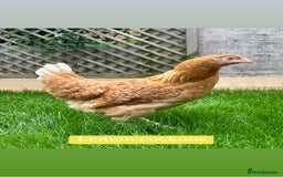 Chickens poultry for sale: Coloured hybrid hens at pol - Image 4