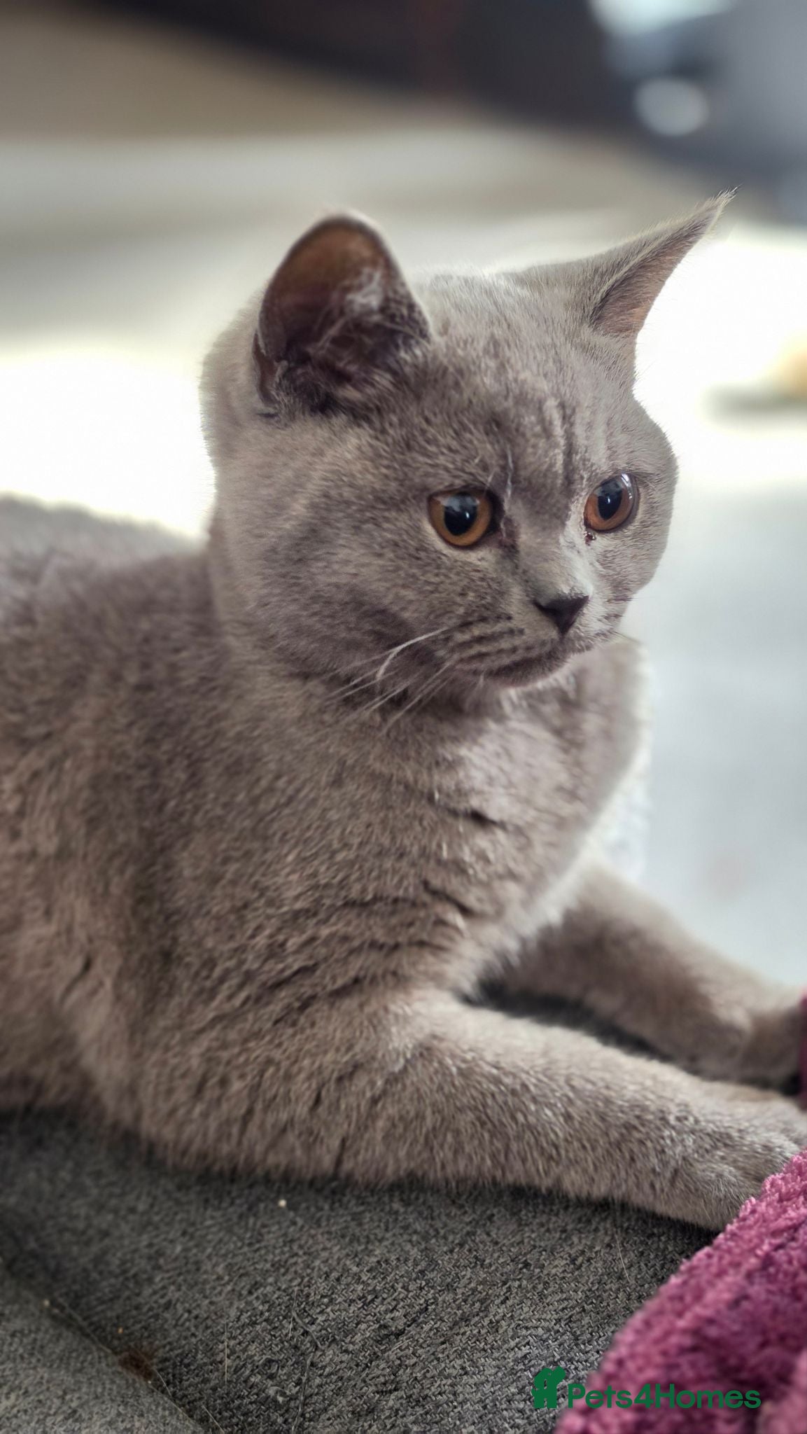 British Shorthair cats     🐾 Premium British Shorthair Kittens - Advert 6