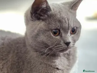 British Shorthair cats 🐾 Premium British Shorthair Kittens - Advert 6