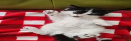 Mixed Breed cats for sale: Kittens  - Advert 15