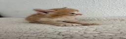 Siberian cats for sale: Beautiful Siberian Kittens - Advert 5