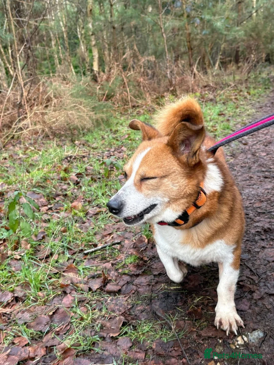 Mixed Breed dogs for adoption: Polly - Norwich Norfolk  - Advert 16