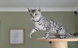 Bengal cats for sale: Silver Rosetted, Blue Silver Rosetted Bengal Girls - Image 16