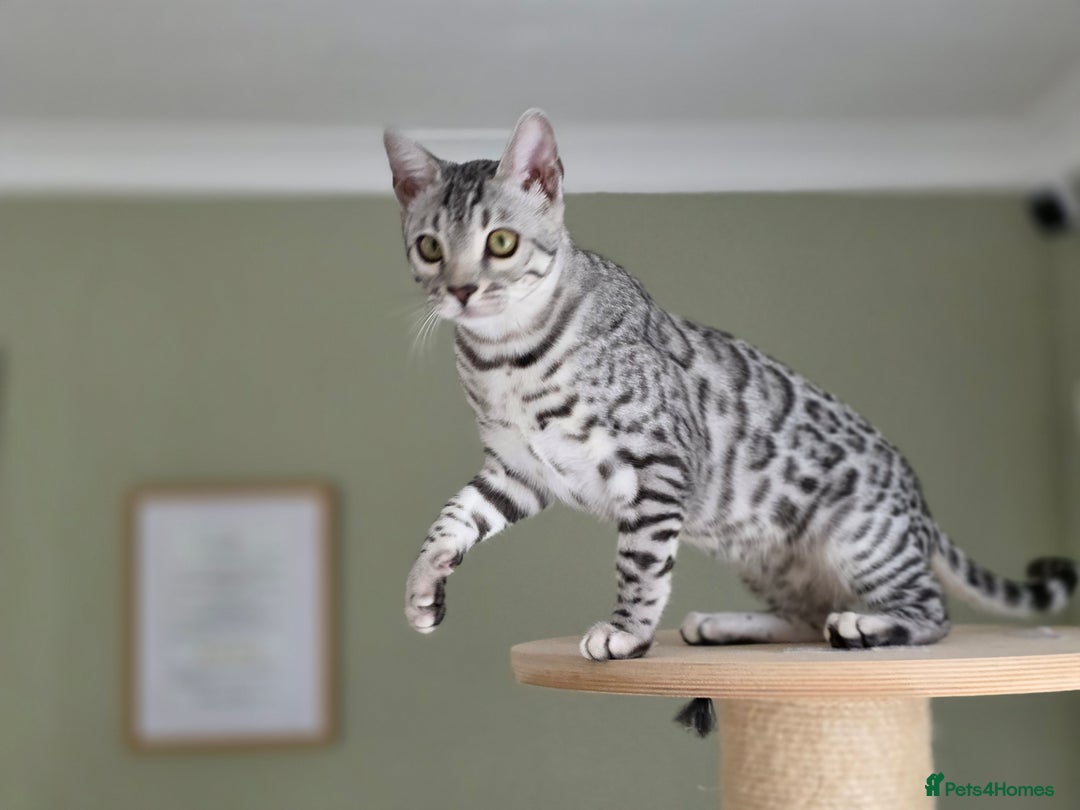 Bengal cats for sale: Silver Rosetted, Blue Silver Rosetted Bengal Girls - Image 16