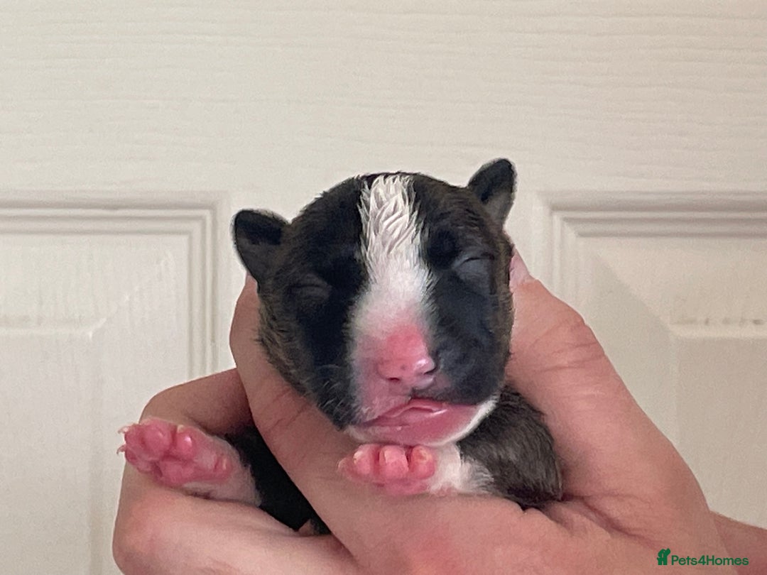 English Bull Terrier dogs for sale: Stunning Champion sired Bull Terriers pups (MALE)  - Image 9
