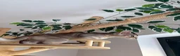 Abyssinian cats for sale: Beautiful abyssinian kittens - Advert 18