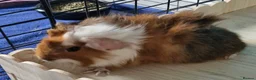 Guinea Pig rodents for sale: Beautiful funky guinea pigs - Advert 14