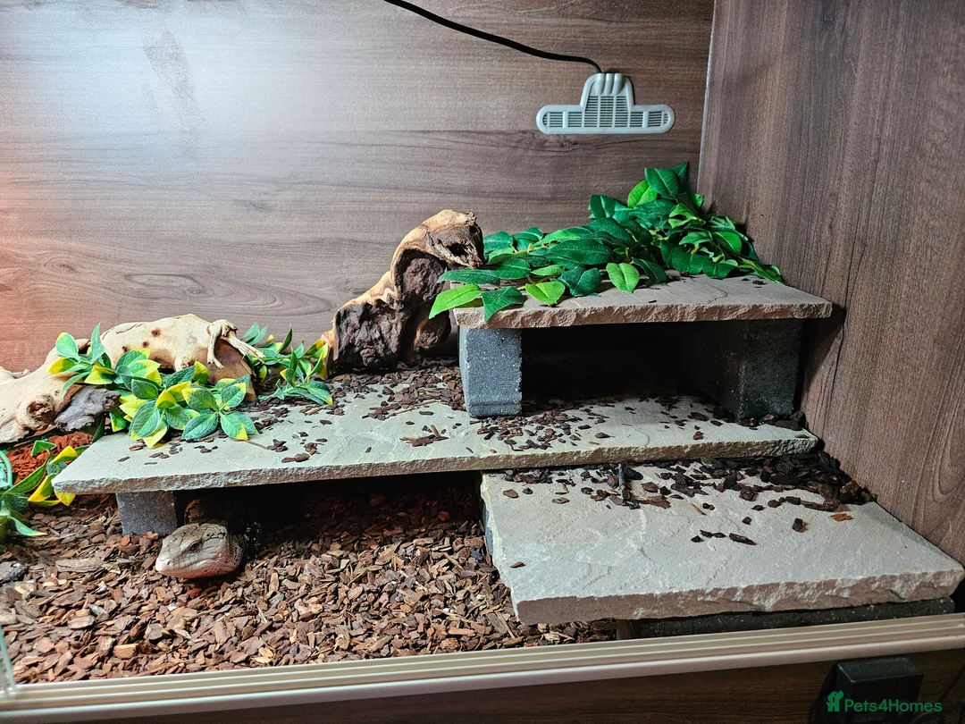 Skink reptiles for sale: Blue Tongued Skink-Male enclosure and cabnet setup - Advert 16