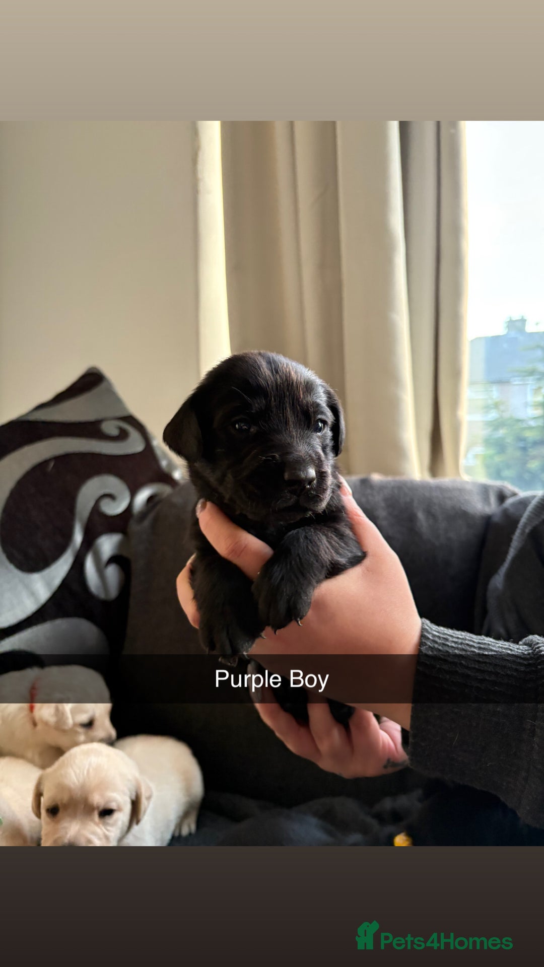 Labrador Retriever dogs for sale: 5 stunning Lab puppies for sale - Advert 5