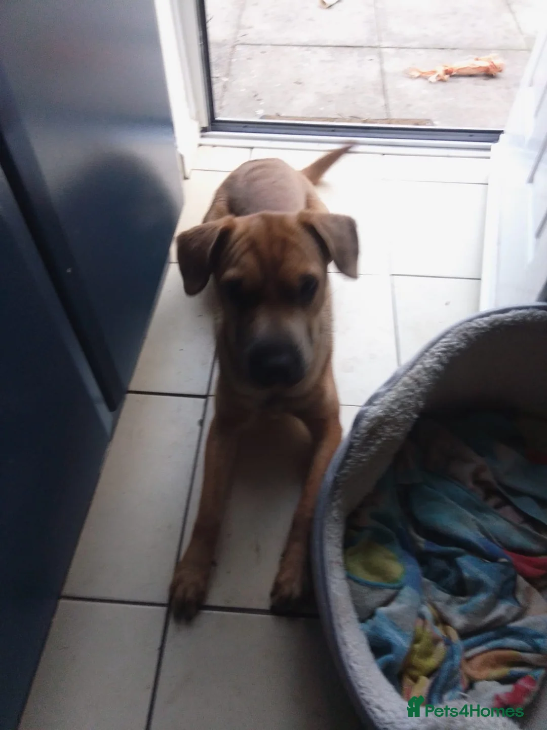 Mixed Breed dogs for sale: Rehoming for a friend  - Advert 5