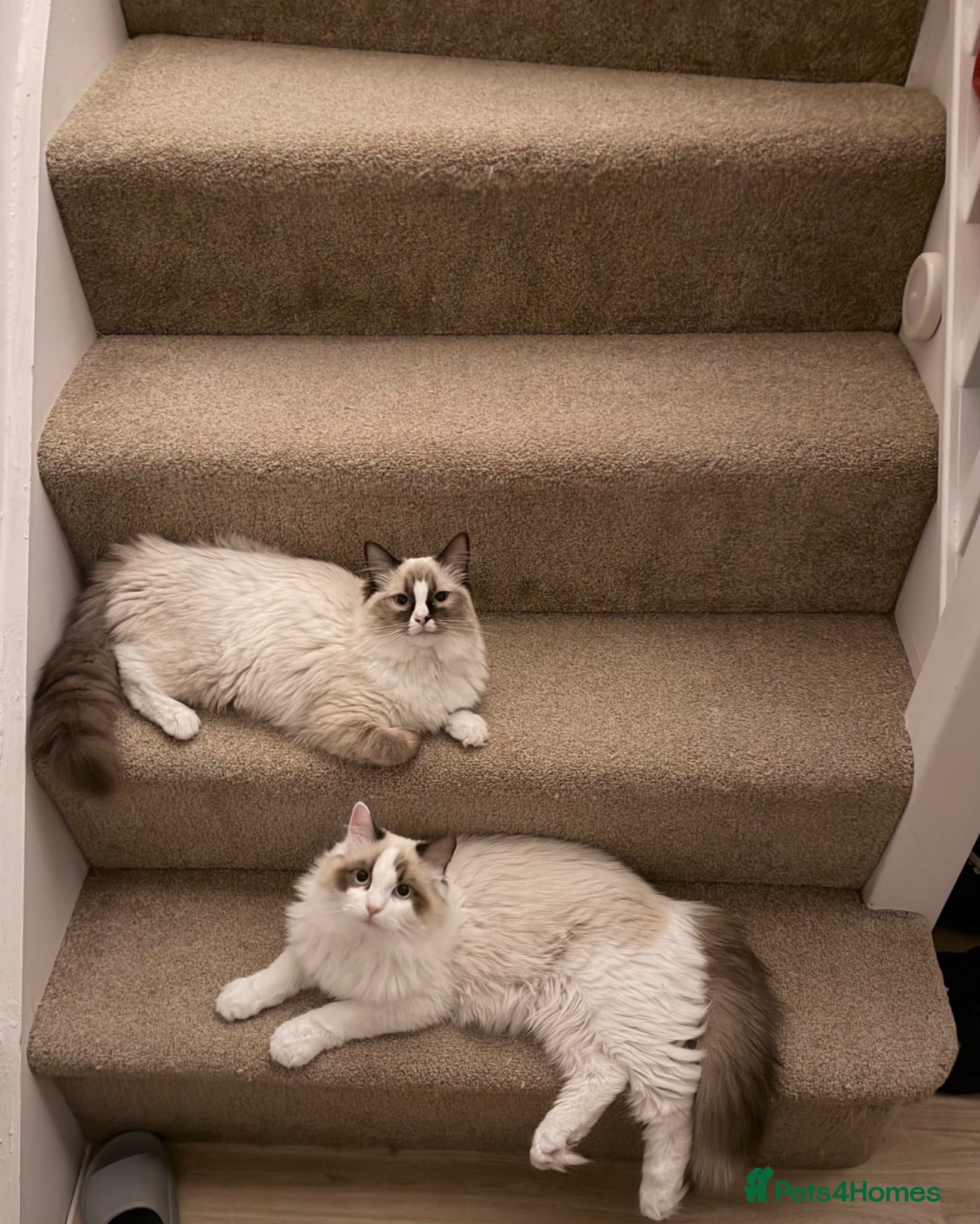Ragdoll cats Ragdoll siblings to go to a home together.  - Advert 1
