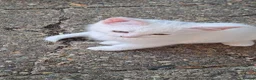 Balinese cats for sale: Balinese mix ready on Friday  - Advert 13