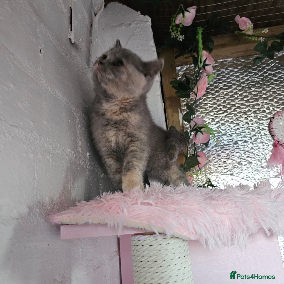 British Shorthair cats for sale: Beautiful kitten GCCF registered - Advert 11