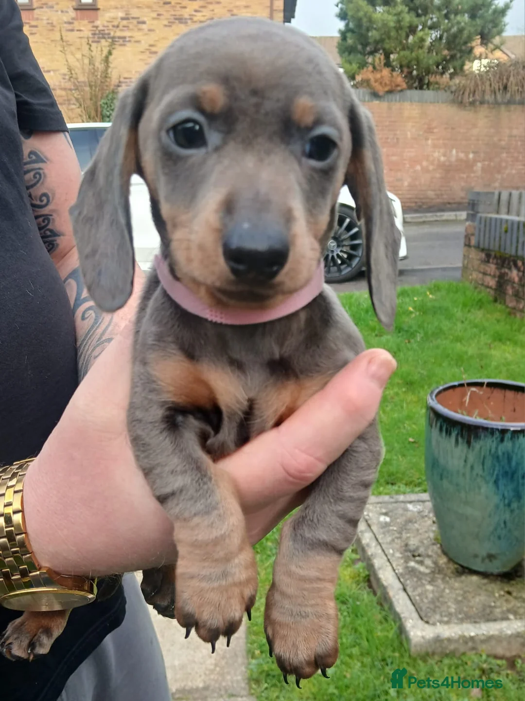 Miniature Dachshund dogs for sale: miniature dachshund puppies  - Advert 4