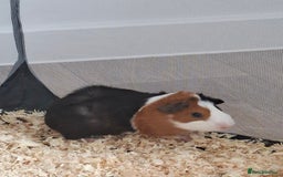 Guinea Pig rodents for sale: Guinea pigs  - Image 2