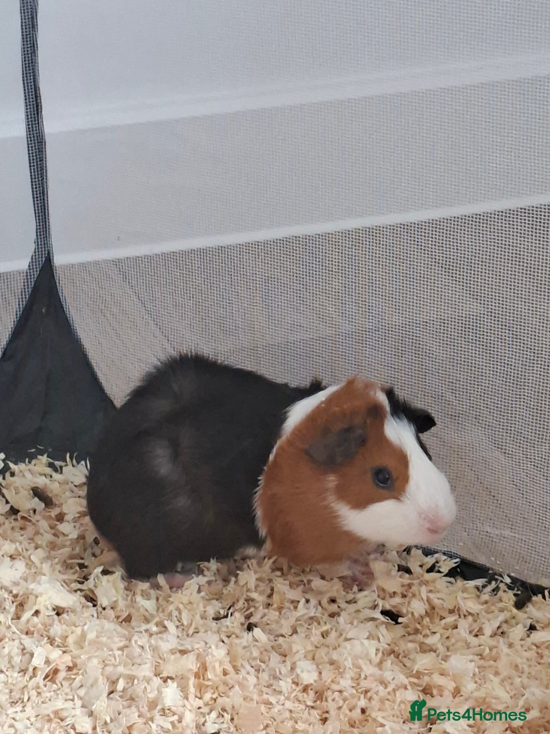 Guinea Pig rodents for sale: Guinea pigs  - Image 2