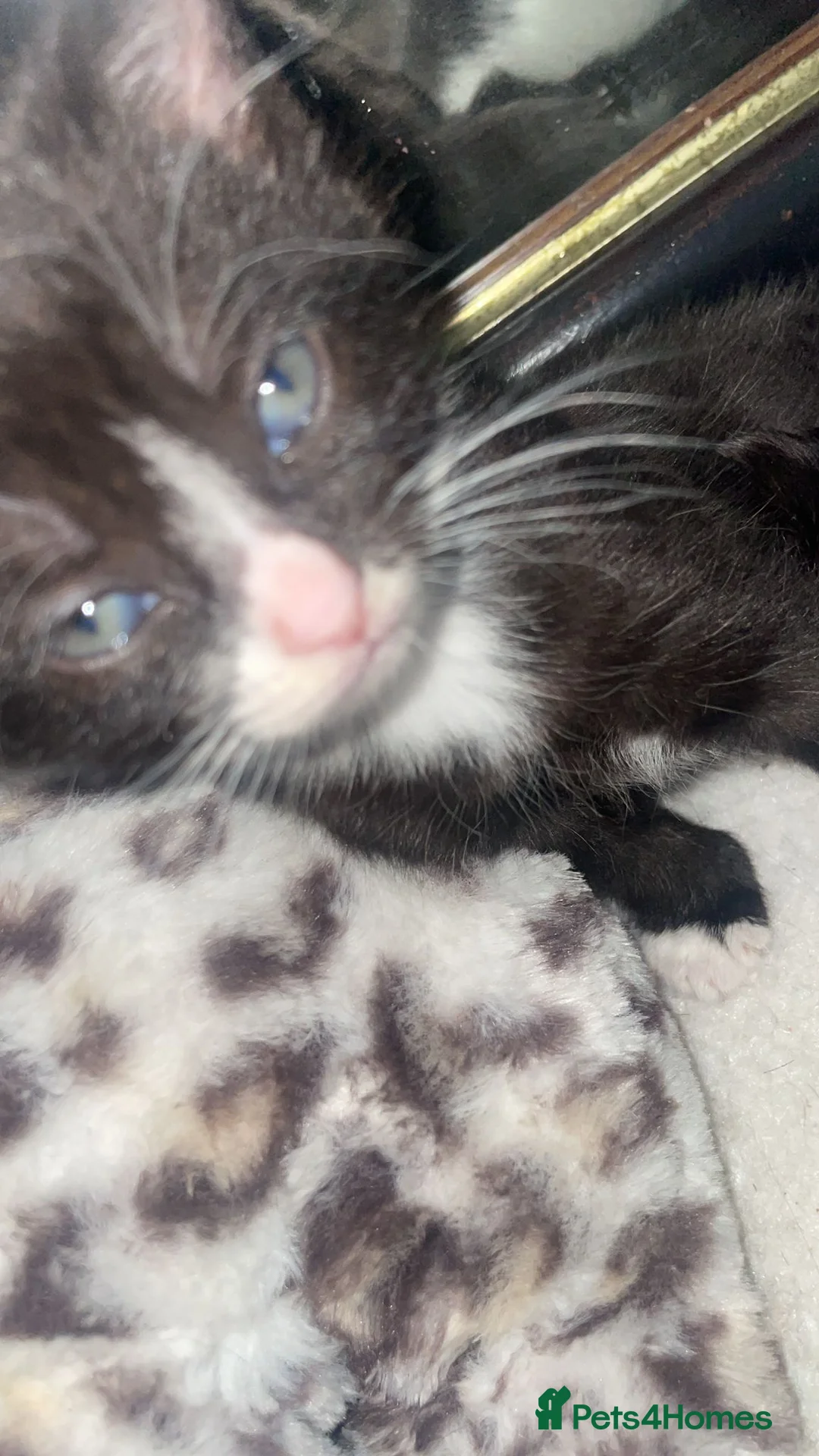 Mixed Breed cats for sale: Kittens  - Advert 2