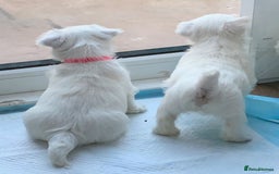 West Highland Terrier dogs for sale: KC Reg Quality West Highland Terrier Puppies  - Image 4