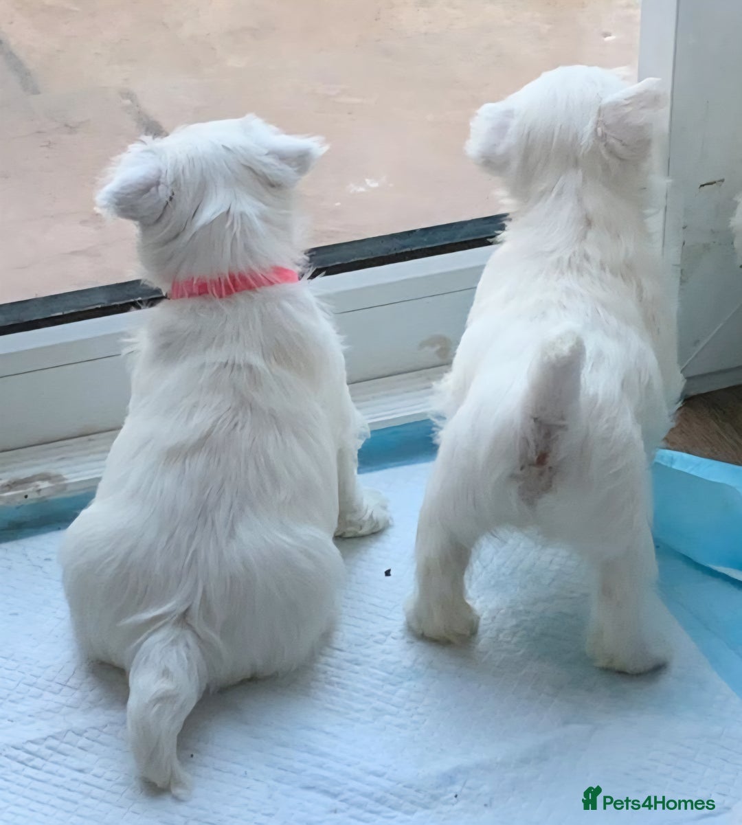 West Highland Terrier dogs for sale: KC Reg Quality West Highland Terrier Puppies  - Image 4