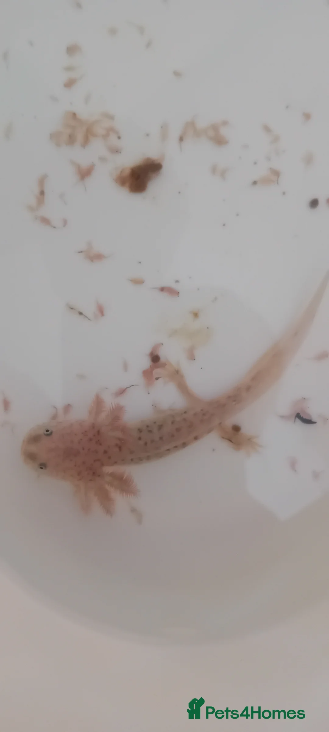 Axolotl reptiles for sale: Baby axolotl  in Loughborough - Advert 1