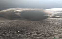 Mixed Breed cats for sale: Calico kittens  - Image 3