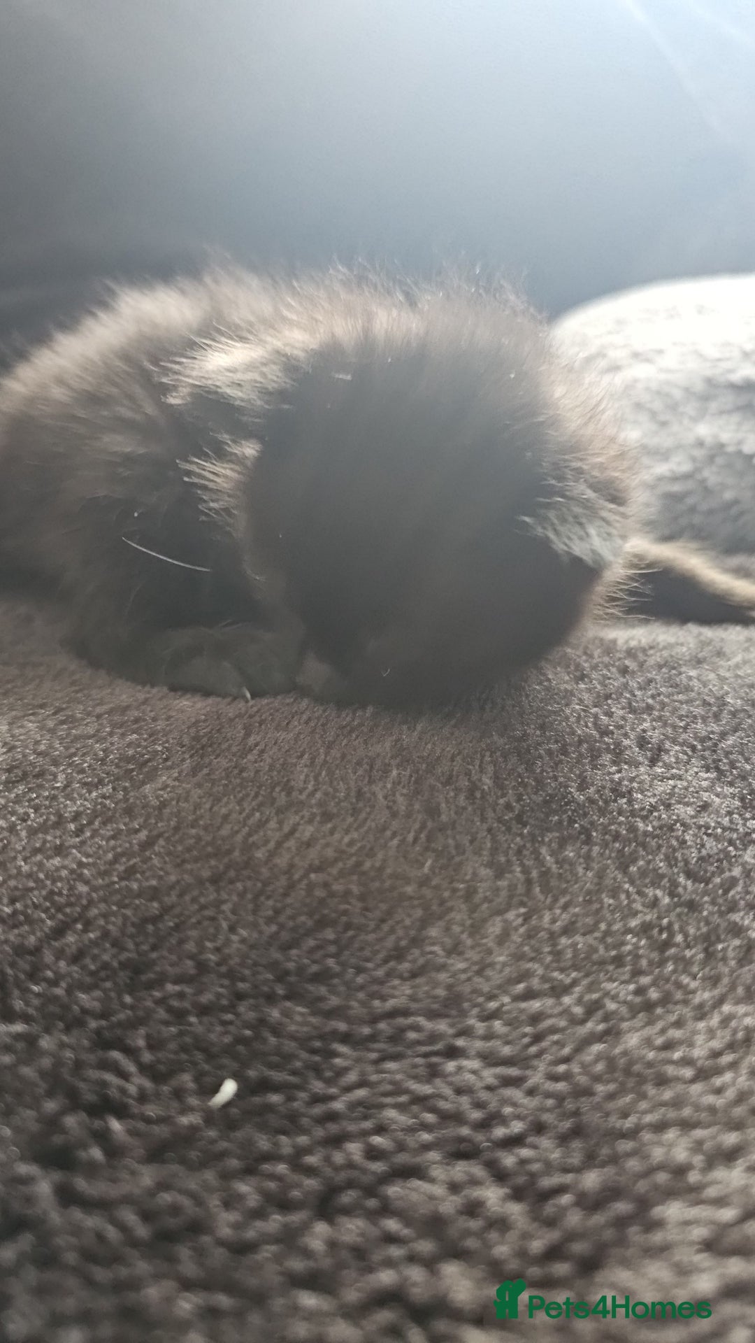 Mixed Breed cats for sale: Calico kittens  - Image 3