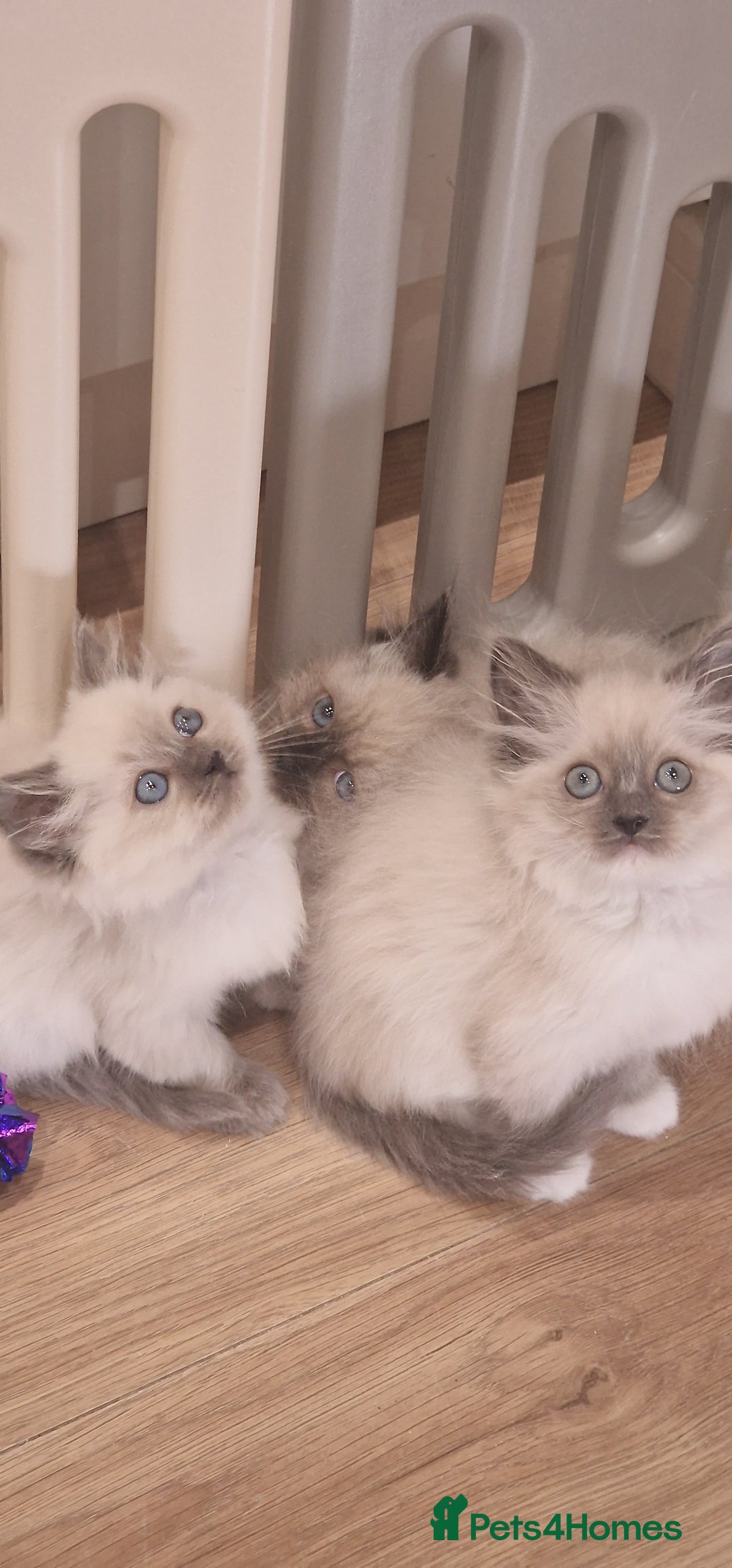 Ragdoll cats for sale: Ragdoll kittens ready now - Advert 19