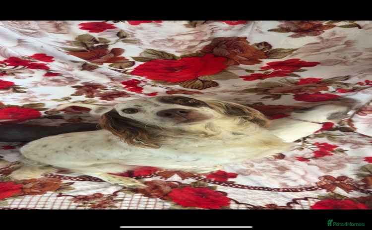 Cocker Spaniel dogs - Advert 2