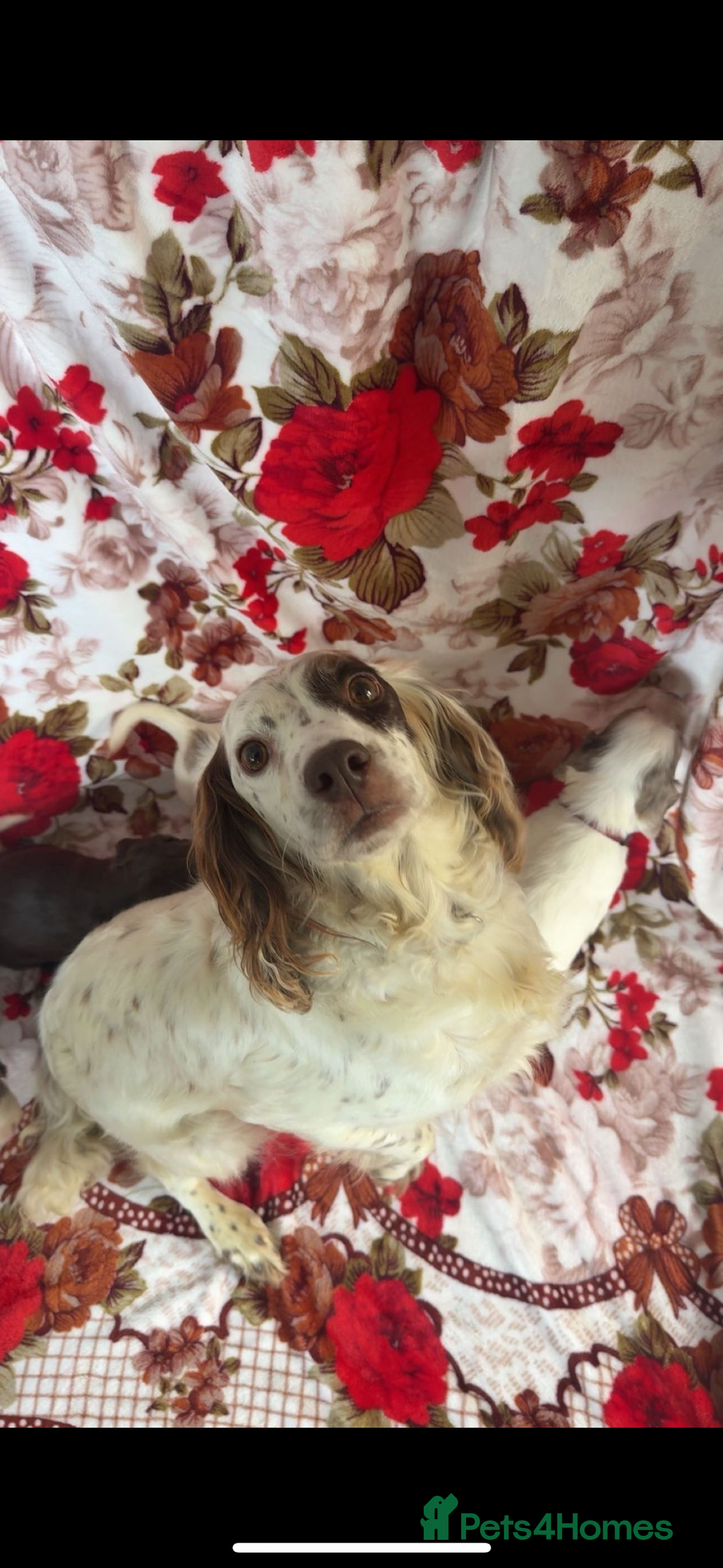 Cocker Spaniel dogs for sale: 5 stunning cocker spaniel babies! - Image 1