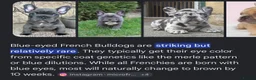 French Bulldog dogs for sale: Reduced to £1250. 1 boy 2 girls left - Advert 16