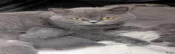 British Shorthair cats for sale: British shorthair and longhair kittens  - Advert 7