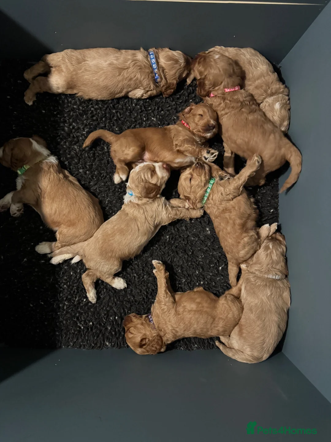 Australian Labradoodle dogs for sale: Multigen Australian Labradoodle - Advert 11