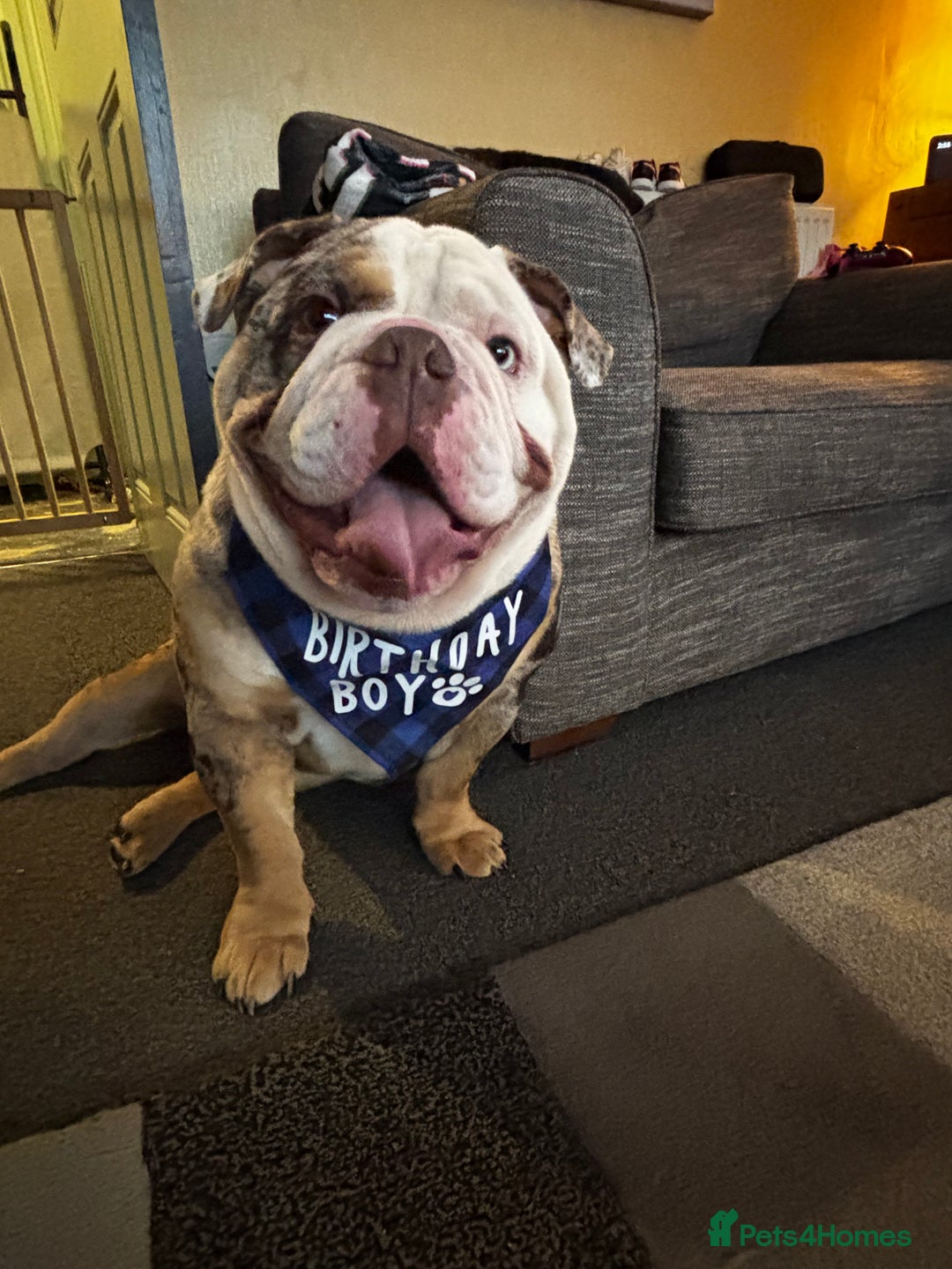English Bulldog dogs for sale: In tact English bulldog looking for forever home - Image 4