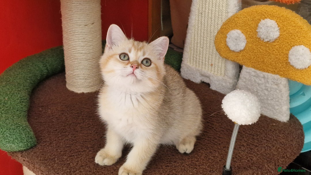 Scottish Fold cats for sale: Scottish straight boy ready to leave - Image 15