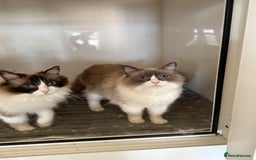 Ragdoll cats for sale: Gorgeous Bi colour Ragdoll kittens  - Image 9