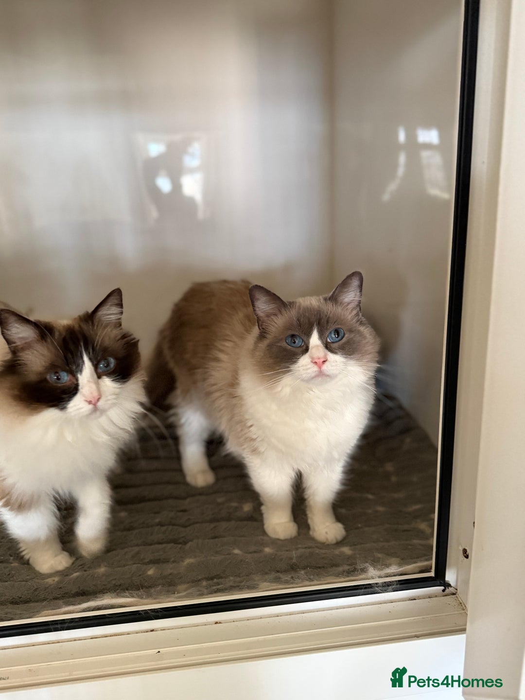 Ragdoll cats for sale: Gorgeous Bi colour Ragdoll kittens  - Image 9