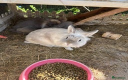 Lionhead rabbits for sale: Free to good home - Image 7