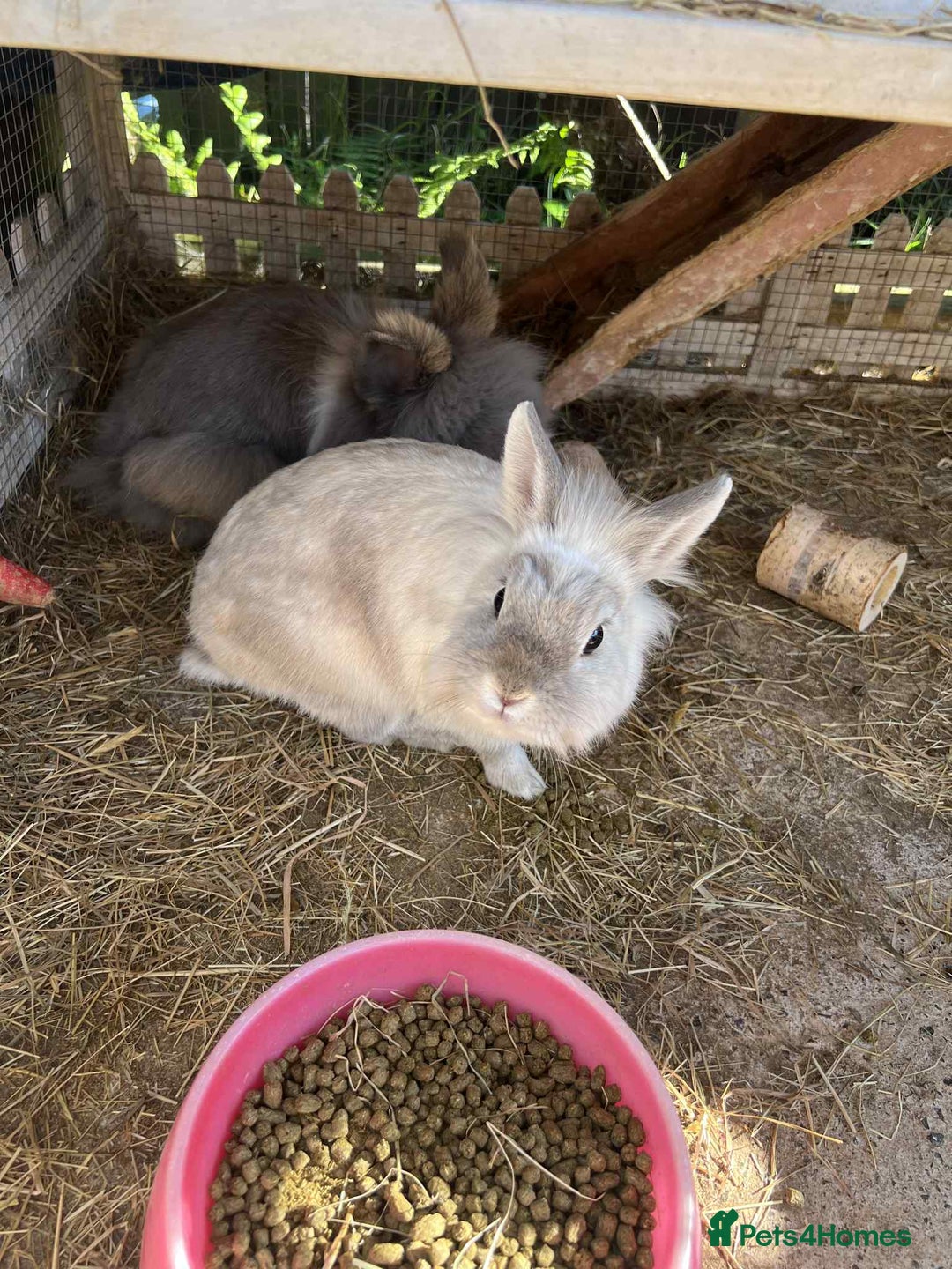 Lionhead rabbits for sale: Free to good home - Image 7