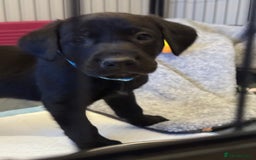Labrador Retriever dogs for sale: Black/fox Labrador kc with 5 wks free insurance  - Image 36