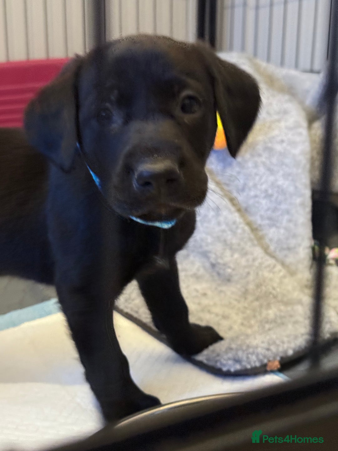 Labrador Retriever dogs for sale: Black/fox Labrador kc with 5 wks free insurance  - Image 36