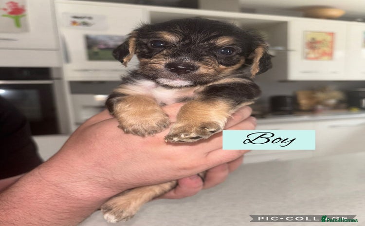 Mixed Breed dogs - Advert 8