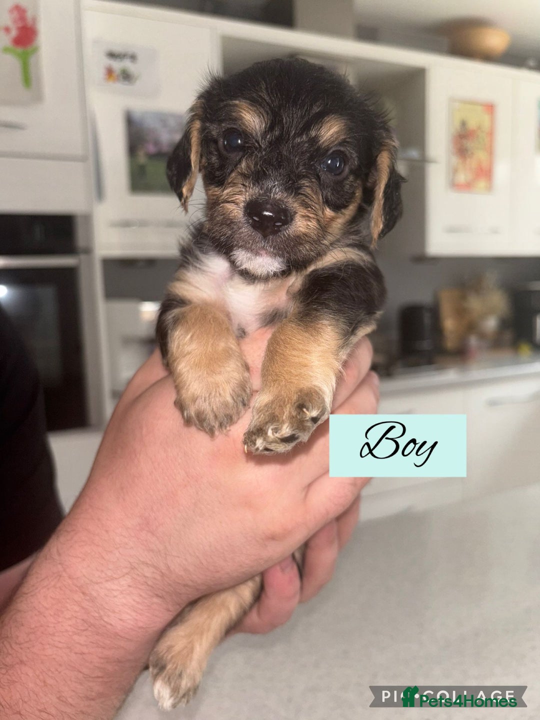 Mixed Breed dogs for sale: REDUCED - Cockapoochi Puppies - READY TO VIEW 🐶 - Image 1