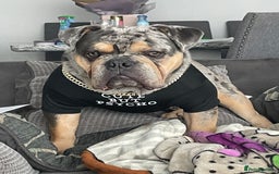 English Bulldog dogs for sale: Merle Bulldog - Image 4