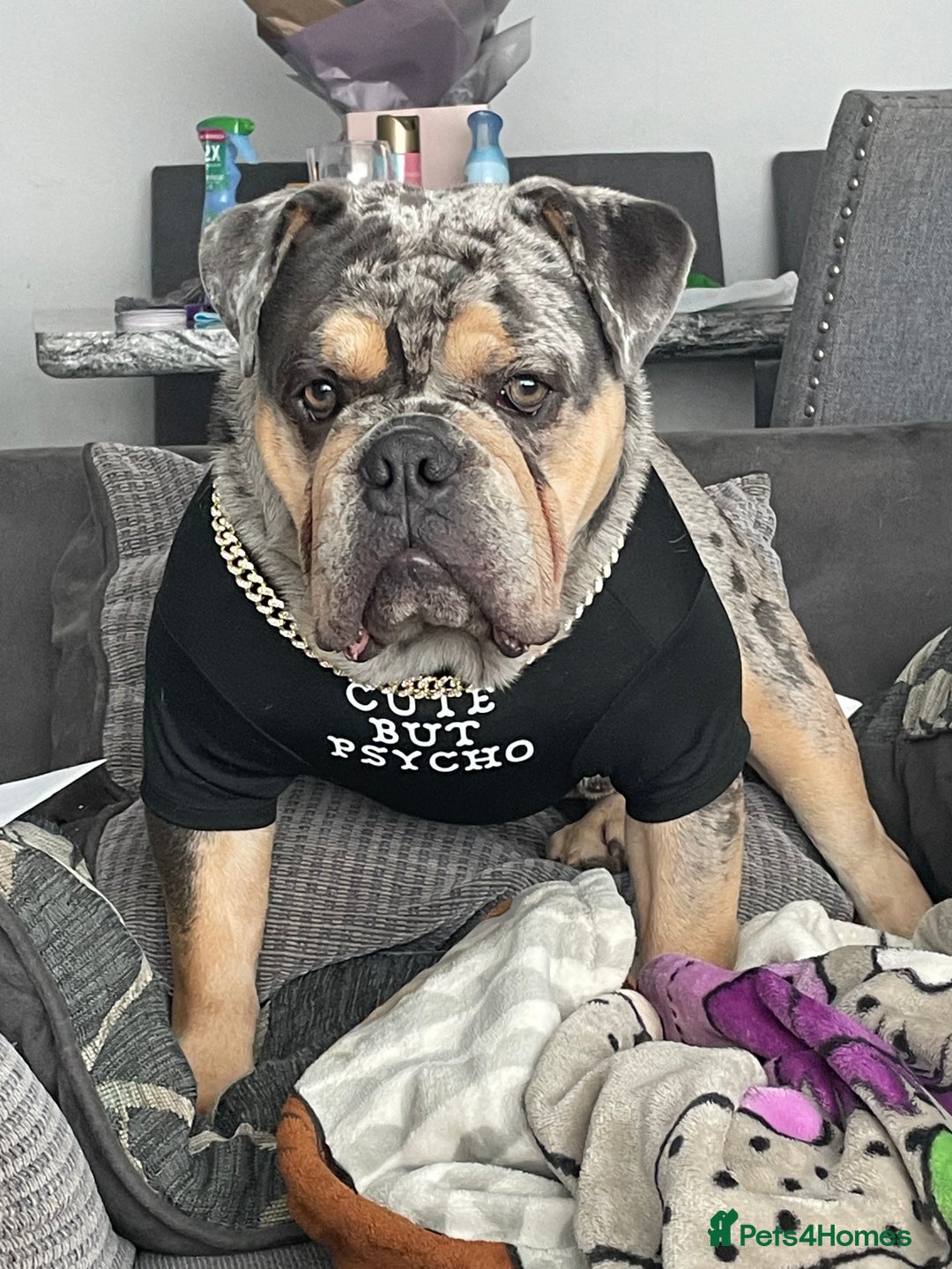 English Bulldog dogs for sale: Merle Bulldog - Image 4